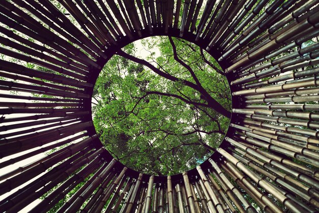 Photo view of trees through bamboo parasol