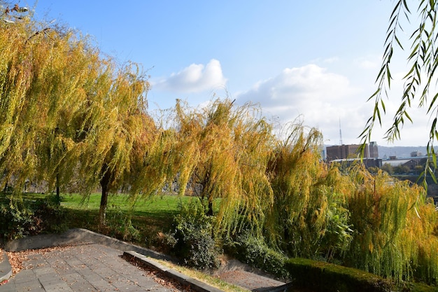 View of trees with autumn, yellow leaves. Autumn sunny day.