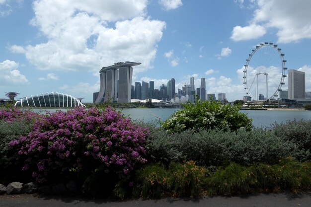 Photo view of trees with buildings in background