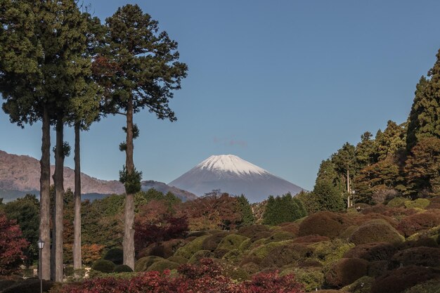 View of trees with mountain in background