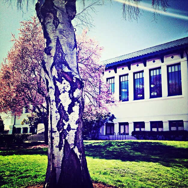 View of trees in yard