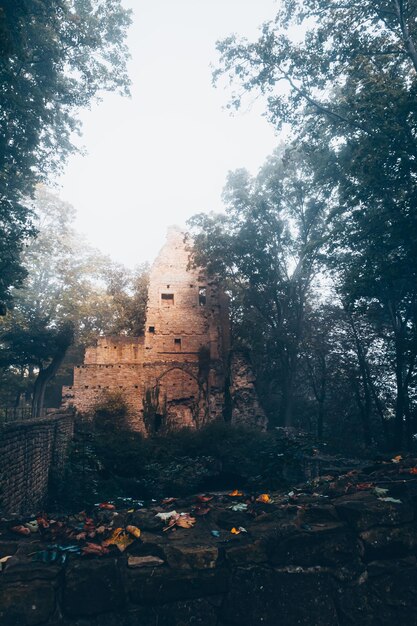 Foto vista degli alberi