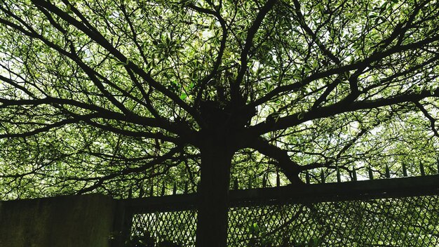 Photo view of trees