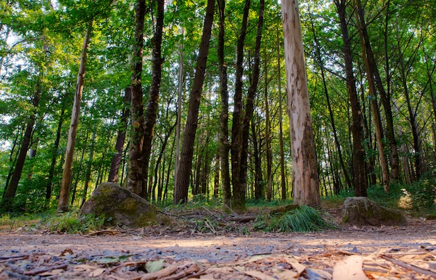 View of trees 