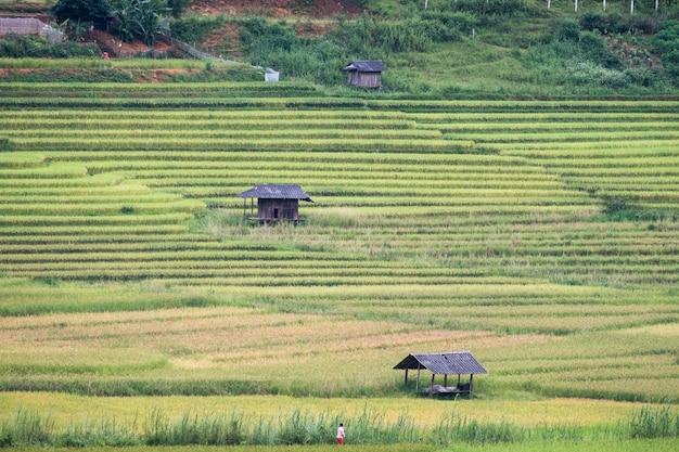 View of tribe cottage on rice field