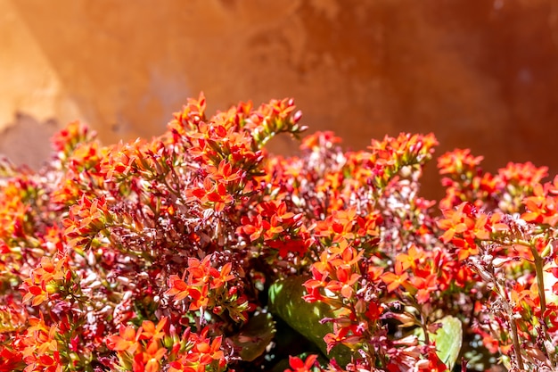 View of tropical flowers on stone background.