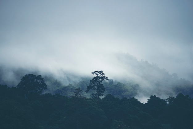 View of tropical forest with lake, Thailand