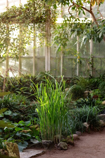 View of tropical swamp plants collection in greenhouse/glasshouse. Sun light.