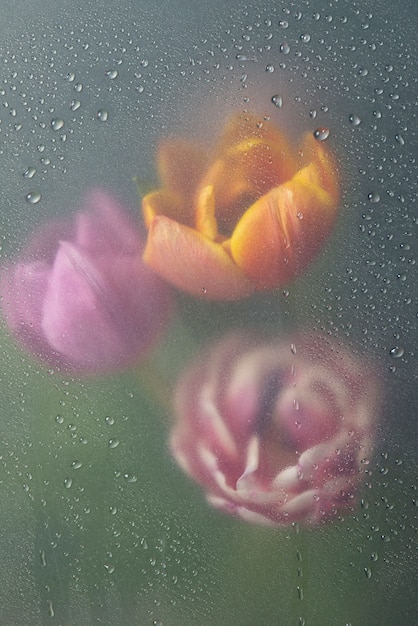 View of tulip flowers behind condensed glass