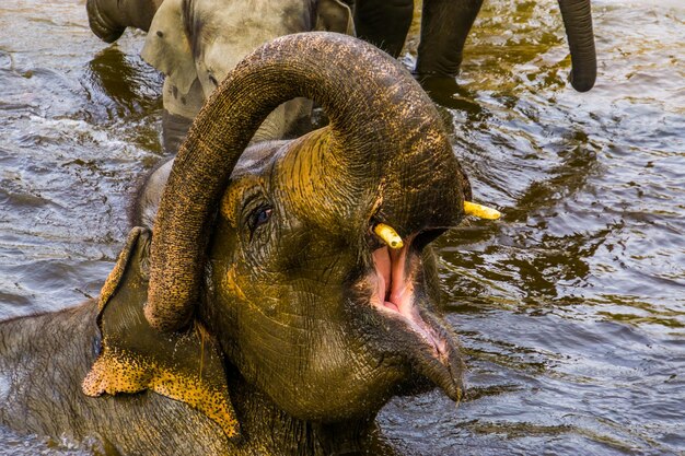 カメが飲む水の景色