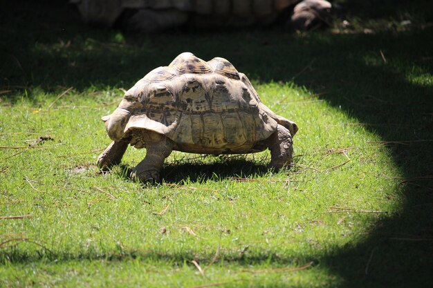 View of a turtle in the field