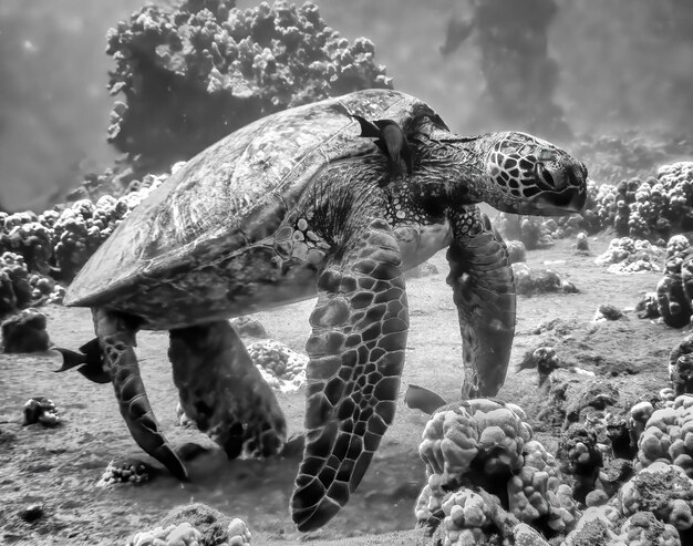 Photo view of turtle on rock