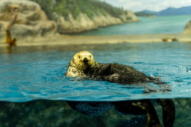 Foto veduta di una tartaruga in mare