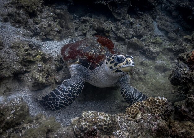 Foto veduta di una tartaruga in mare