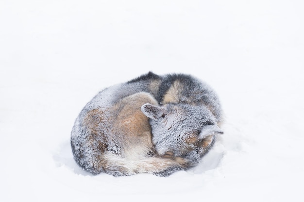 雪の上にあるカメの景色