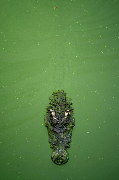 Photo view of turtle swimming in sea