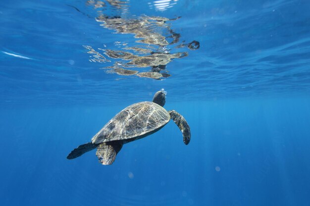 View of turtle swimming in sea