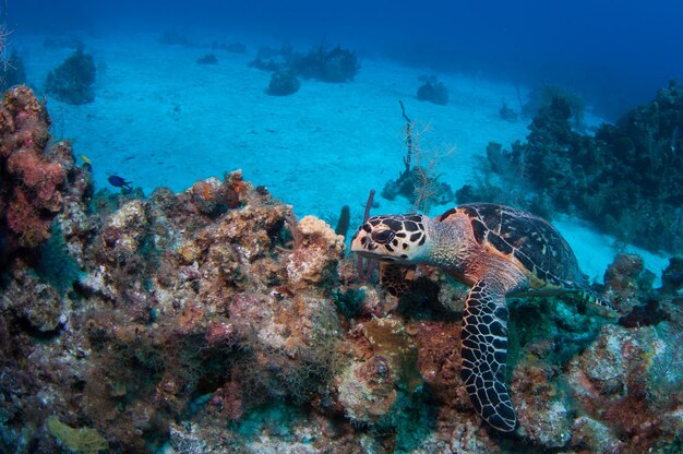 View of turtle swimming in sea