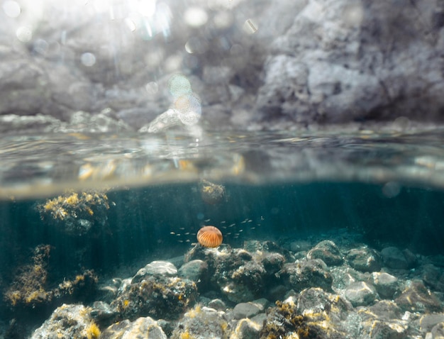 Foto vista di una tartaruga che nuota in mare