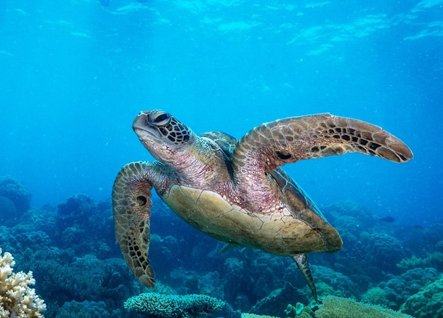 Photo view of turtle swimming in sea