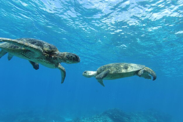 View of turtle swimming in sea