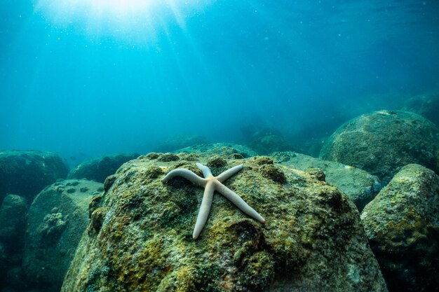 Photo view of turtle swimming in sea