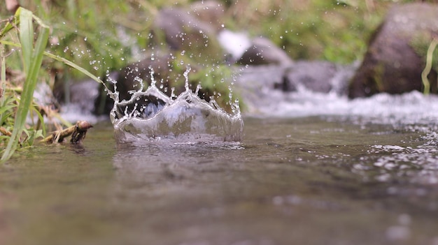 Photo view of turtle in water