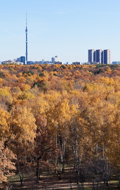 View of TV tower and autumn forest