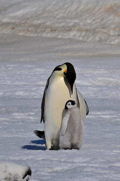 Photo view of two birds on snow