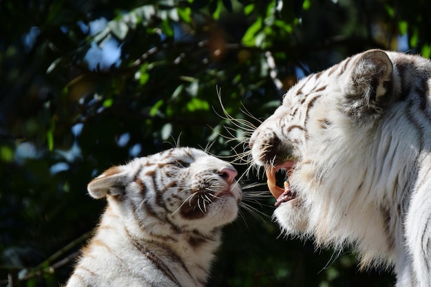 Photo view of two cats