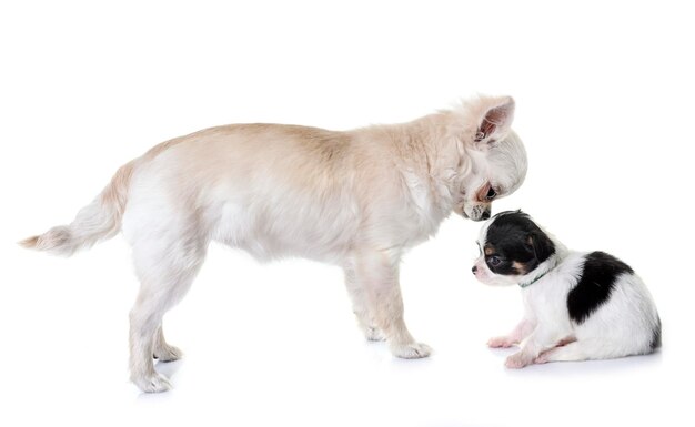 白い背景の2匹の犬の景色