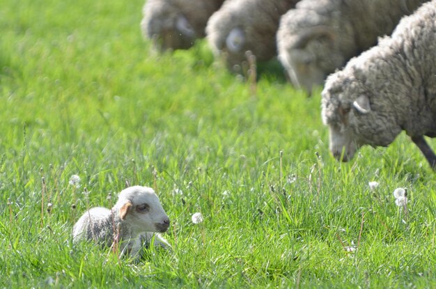 Photo view of two dogs on field