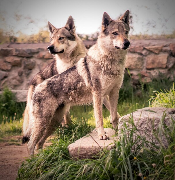 Foto vista di due cani sul campo