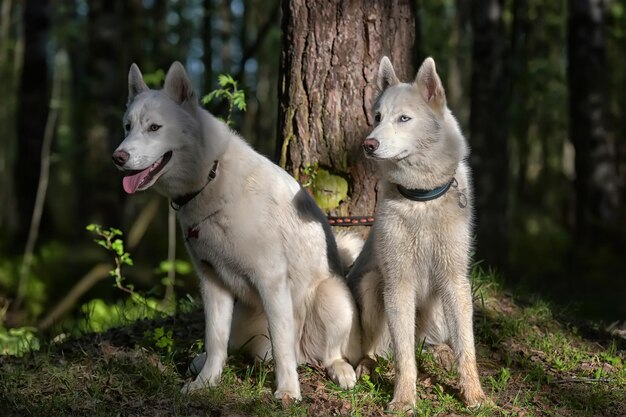 Foto vista di due cani sul campo