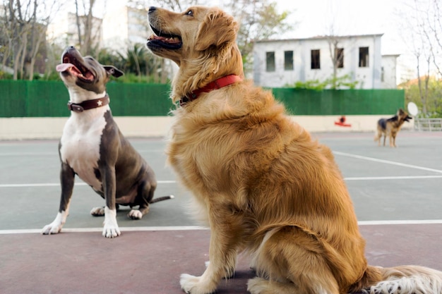 2匹の犬の景色