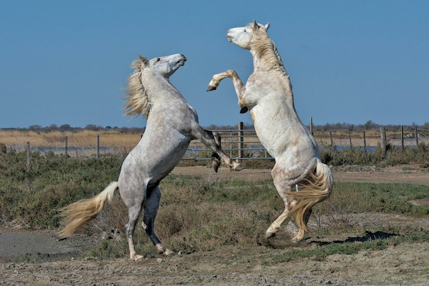 Photo view of two horses on land