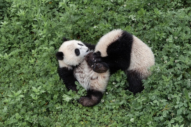 Photo view of two panda bears playing