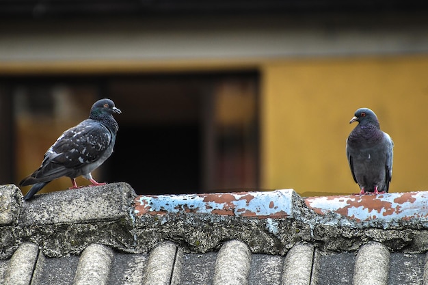 座っている2匹の鳥の景色