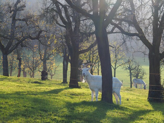 Foto vista di due alberi sul campo