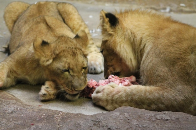 Photo view of two young lion relaxing on rock