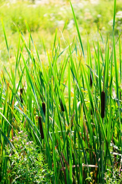 View of the Typha latifolia 