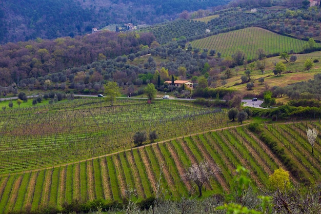 Вид на типичный тосканский пейзаж и долину с виноградниками в провинции Сиена. Тоскана, Италия