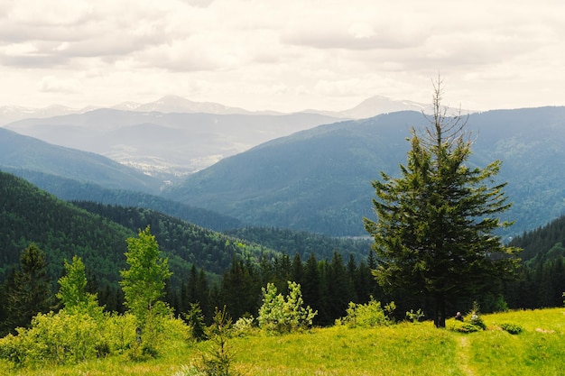 ウクライナのカルパティア山脈の眺め。自然と夏の山の写真