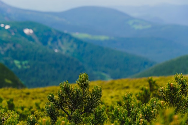 View of the Ukrainian Carpathians. Photo of nature and summer mountains