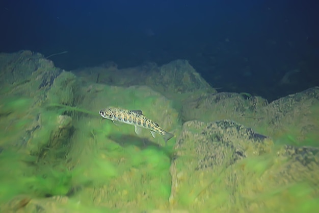 View underwater lake, freshwater landscape ecosystem clear\
water