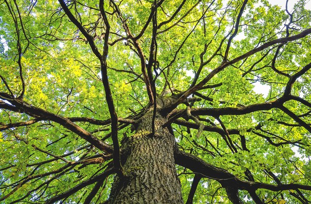 View up from bottom of a lagre maple tree with foliage