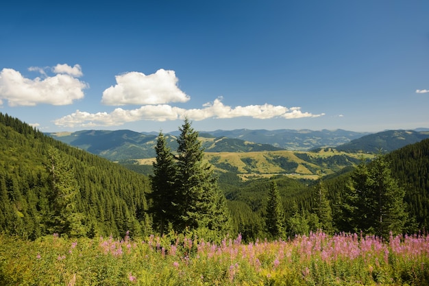 Vista della valle dall'alto su uno sfondo di montagne verdi e cielo azzurro con nuvole e fiori