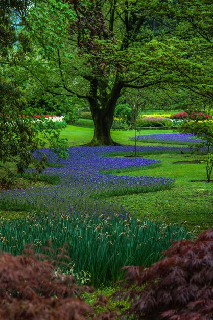 Photo view of variety of flowers in park