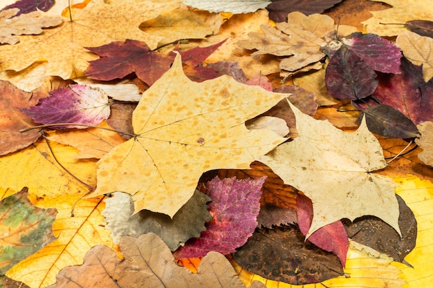 Above view of various autumn fallen leaves