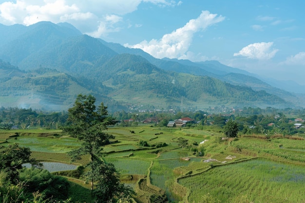 View of vast rice fields against a backdrop of high mountains in Garut village West Java Indonesia